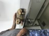 Dia de vet 