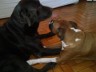 Tuca e Baco