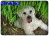 Greminho